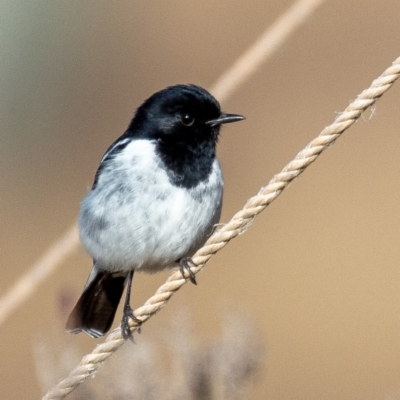 Melanodryas cucullata (Hooded Robin) at Paddys River, ACT - 26 Jun 2022 by Boagshoags