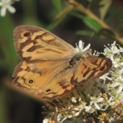 Heteronympha merope (Common Brown Butterfly) at Paddys River, ACT - 13 Feb 2022 by MichaelBedingfield