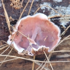 Xylobolus illudens (Purplish Stereum) at Bruce Ridge - 27 Jun 2022 by trevorpreston