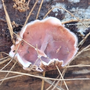 Xylobolus illudens at O'Connor, ACT - 27 Jun 2022