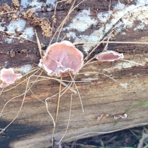 Xylobolus illudens at O'Connor, ACT - 27 Jun 2022