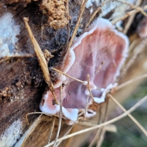 Xylobolus illudens at O'Connor, ACT - 27 Jun 2022