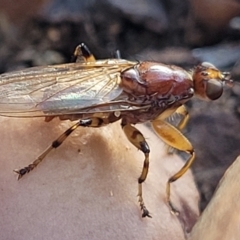 Tapeigaster sp. (genus) (Fungus fly, Heteromyzid fly) at O'Connor, ACT - 27 Jun 2022 by trevorpreston