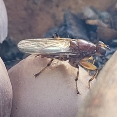 Tapeigaster sp. (genus) at O'Connor, ACT - 27 Jun 2022