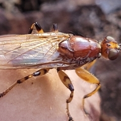 Tapeigaster sp. (genus) at O'Connor, ACT - 27 Jun 2022
