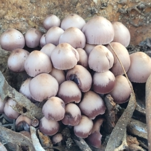 Mycena 'clarkeana group' at O'Connor, ACT - 27 Jun 2022 11:36 AM