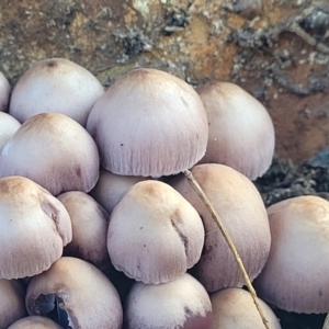 Mycena 'clarkeana group' at O'Connor, ACT - 27 Jun 2022