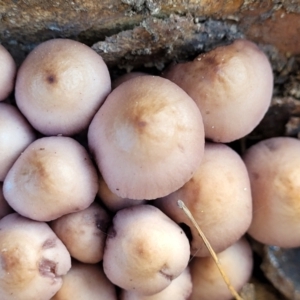 Mycena 'clarkeana group' at O'Connor, ACT - 27 Jun 2022