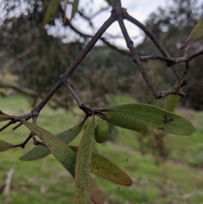 Muellerina eucalyptoides (Creeping Mistletoe) at Nail Can Hill - 26 Jun 2022 by Darcy