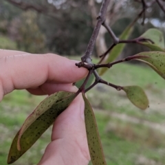 Muellerina eucalyptoides at Hamilton Valley, NSW - 26 Jun 2022 01:42 PM