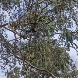 Muellerina eucalyptoides at Hamilton Valley, NSW - 26 Jun 2022 01:42 PM
