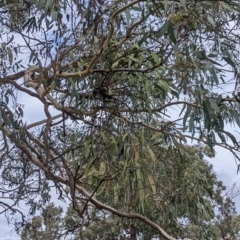 Muellerina eucalyptoides at Hamilton Valley, NSW - 26 Jun 2022