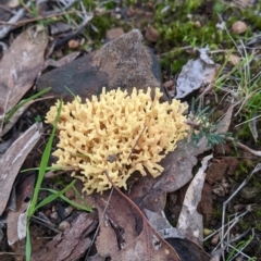 Unidentified Coralloid fungus, markedly branched at Nail Can Hill - 26 Jun 2022 by Darcy