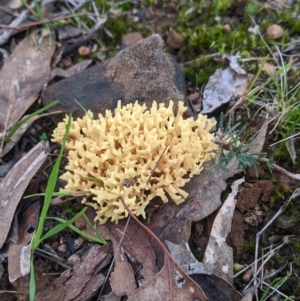 Ramaria sp. at Hamilton Valley, NSW - 26 Jun 2022 02:06 PM