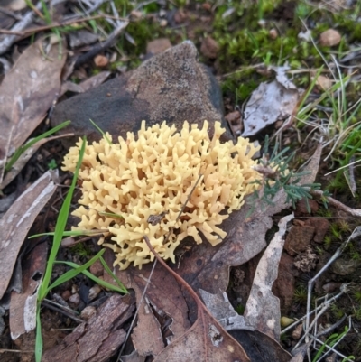 Unidentified Coralloid fungus, markedly branched at Nail Can Hill - 26 Jun 2022 by Darcy