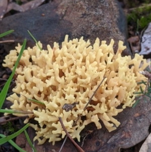 Ramaria sp. at Hamilton Valley, NSW - 26 Jun 2022 02:06 PM