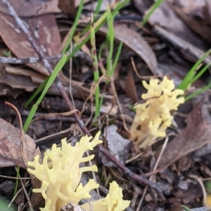 Ramaria sp. at Hamilton Valley, NSW - 26 Jun 2022 02:06 PM