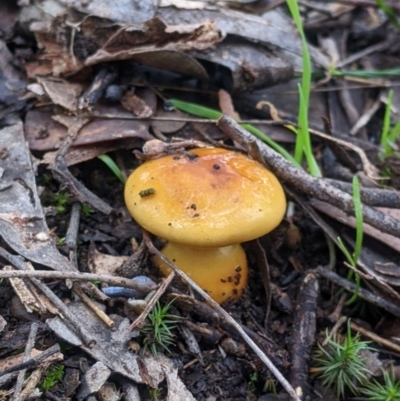 Unidentified Cap on a stem; gills below cap [mushrooms or mushroom-like] at Hamilton Valley, NSW - 26 Jun 2022 by Darcy