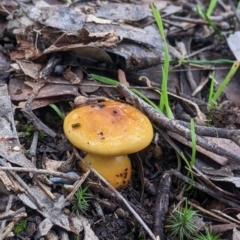 Cortinarius sinapicolor at Hamilton Valley, NSW - 26 Jun 2022 02:18 PM