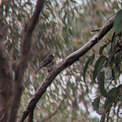 Petroica boodang (Scarlet Robin) at Hamilton Valley, NSW - 26 Jun 2022 by Darcy