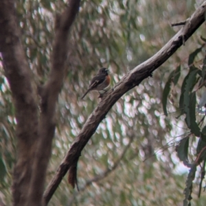 Petroica boodang at Hamilton Valley, NSW - 26 Jun 2022