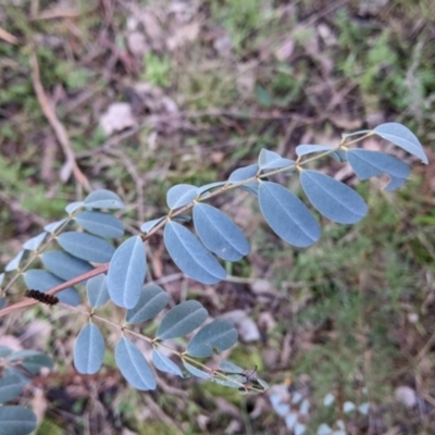 Indigofera australis subsp. australis (Australian Indigo) at Nail Can Hill - 26 Jun 2022 by Darcy