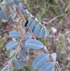 Indigofera australis subsp. australis at Hamilton Valley, NSW - 26 Jun 2022