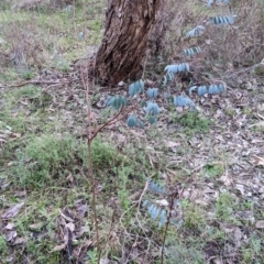 Indigofera australis subsp. australis at Hamilton Valley, NSW - 26 Jun 2022