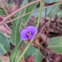 Hardenbergia violacea (False Sarsaparilla) at Nail Can Hill - 26 Jun 2022 by Darcy