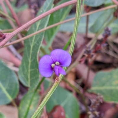 Hardenbergia violacea (False Sarsaparilla) at Hamilton Valley, NSW - 26 Jun 2022 by Darcy