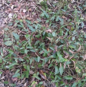 Hardenbergia violacea at Hamilton Valley, NSW - 26 Jun 2022