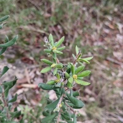 Persoonia rigida (Hairy Geebung) at Nail Can Hill - 26 Jun 2022 by Darcy