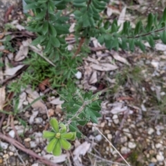 Persoonia rigida at Albury, NSW - 26 Jun 2022