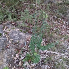 Persoonia rigida at Albury, NSW - 26 Jun 2022