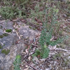 Persoonia rigida at Albury, NSW - 26 Jun 2022