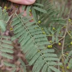 Acacia cardiophylla (Wyalong Wattle) at Albury - 26 Jun 2022 by Darcy