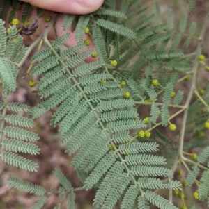 Acacia cardiophylla at Albury, NSW - 26 Jun 2022 04:05 PM