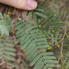 Acacia cardiophylla at Albury, NSW - 26 Jun 2022 04:05 PM