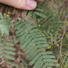 Acacia cardiophylla at Albury, NSW - 26 Jun 2022