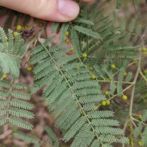 Acacia cardiophylla at Albury, NSW - 26 Jun 2022