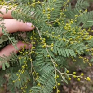Acacia cardiophylla at Albury, NSW - 26 Jun 2022 04:05 PM