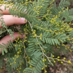 Acacia cardiophylla at Albury, NSW - 26 Jun 2022