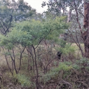 Acacia cardiophylla at Albury, NSW - 26 Jun 2022