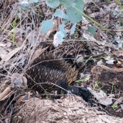 Tachyglossus aculeatus (Short-beaked Echidna) at Albury - 26 Jun 2022 by Darcy