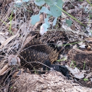 Tachyglossus aculeatus at Albury, NSW - 26 Jun 2022