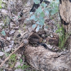 Tachyglossus aculeatus at Albury, NSW - 26 Jun 2022