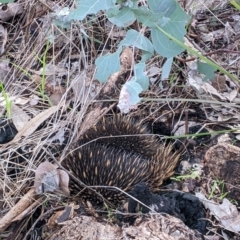 Tachyglossus aculeatus at Albury, NSW - 26 Jun 2022 04:09 PM