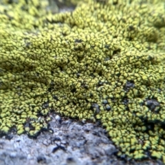 Lichen - crustose at Cooma North Ridge Reserve - 26 Jun 2022 by mahargiani