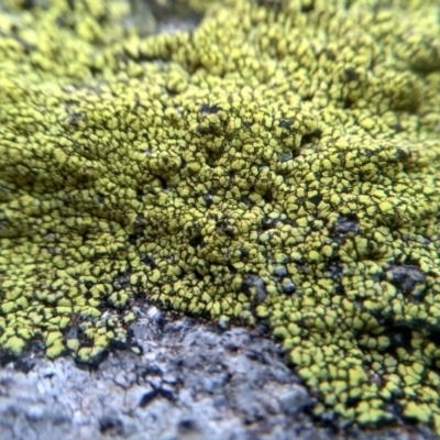 Lichen - crustose at Cooma North Ridge Reserve - 26 Jun 2022 by mahargiani