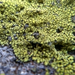 Lichen - crustose at Cooma, NSW - 26 Jun 2022